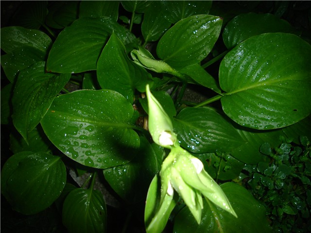 glicinija